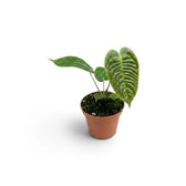 Angled view of baby Anthurium veitchii with two ribbed leaves