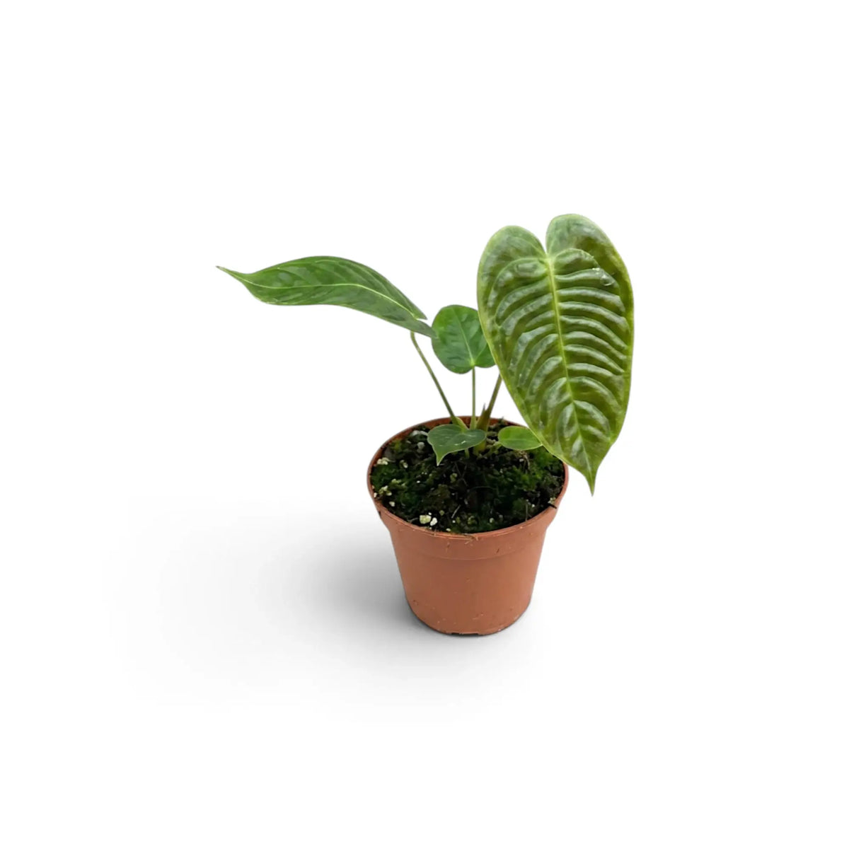 Angled view of baby Anthurium veitchii with two ribbed leaves
