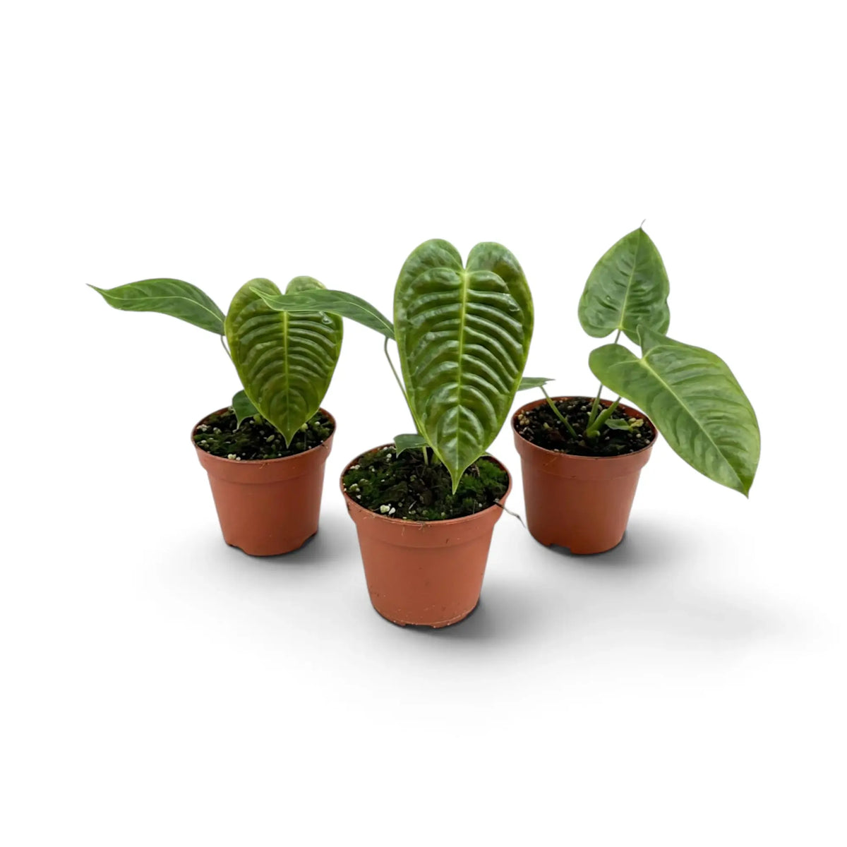 Three baby Anthurium veitchii plants in terracotta nursery pots