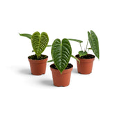 Line-up of three baby Anthurium veitchii plants with corrugated leaves