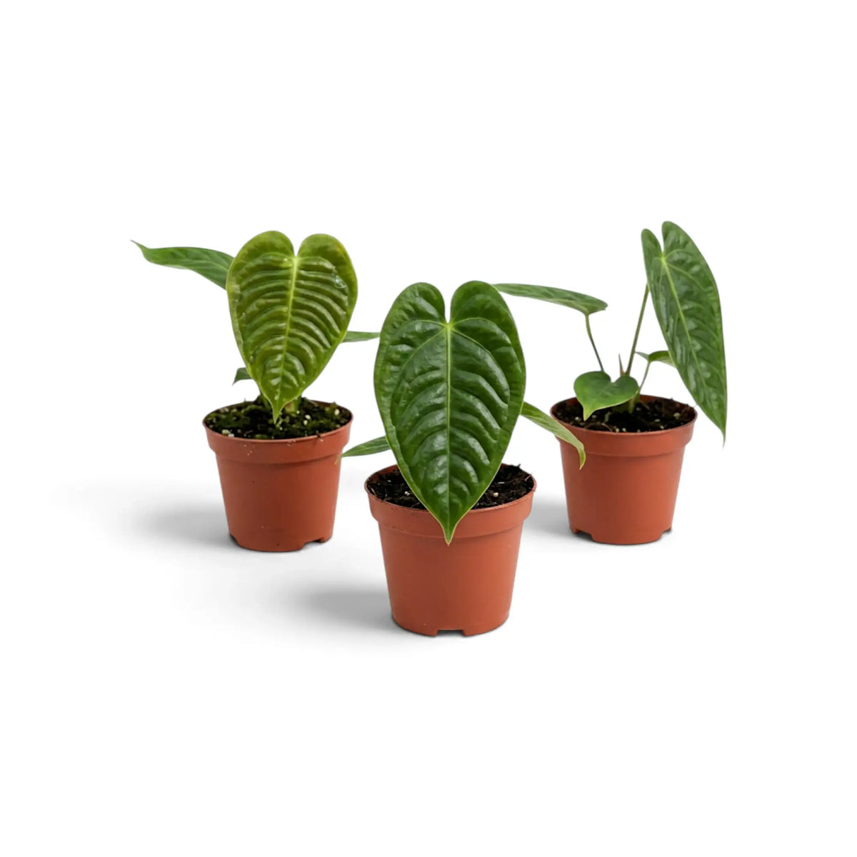 Line-up of three baby Anthurium veitchii plants with corrugated leaves