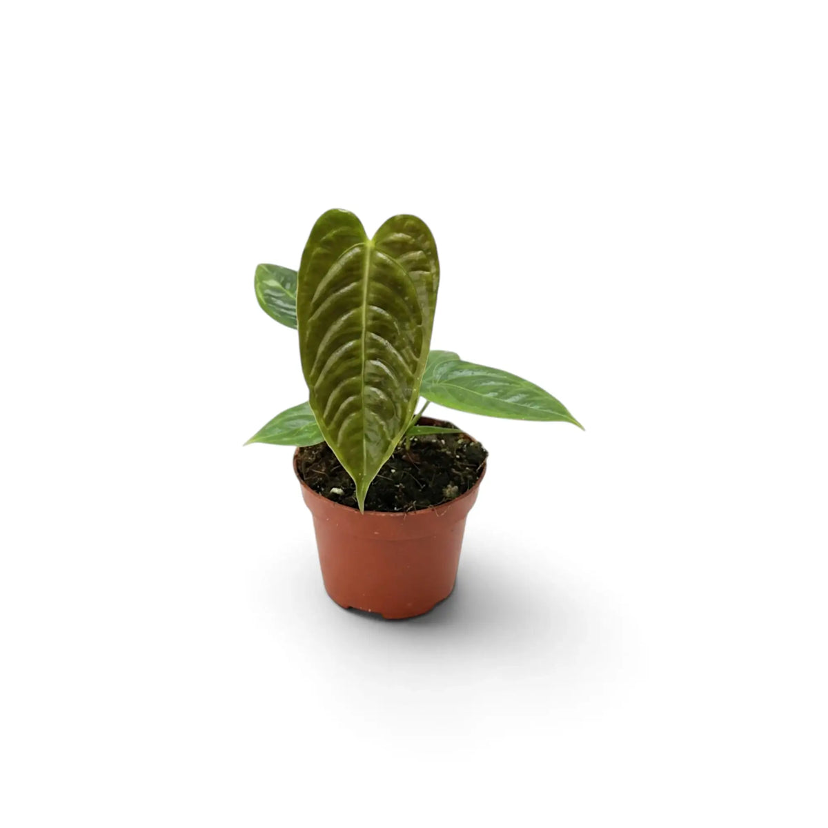 Compact baby Anthurium veitchii with a glossy ribbed leaf in a terracotta pot