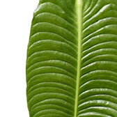 Close-up of a glossy Anthurium veitchii leaf with pronounced ribbing