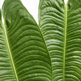 Close-up of overlapping Anthurium veitchii leaves with deep ribbing