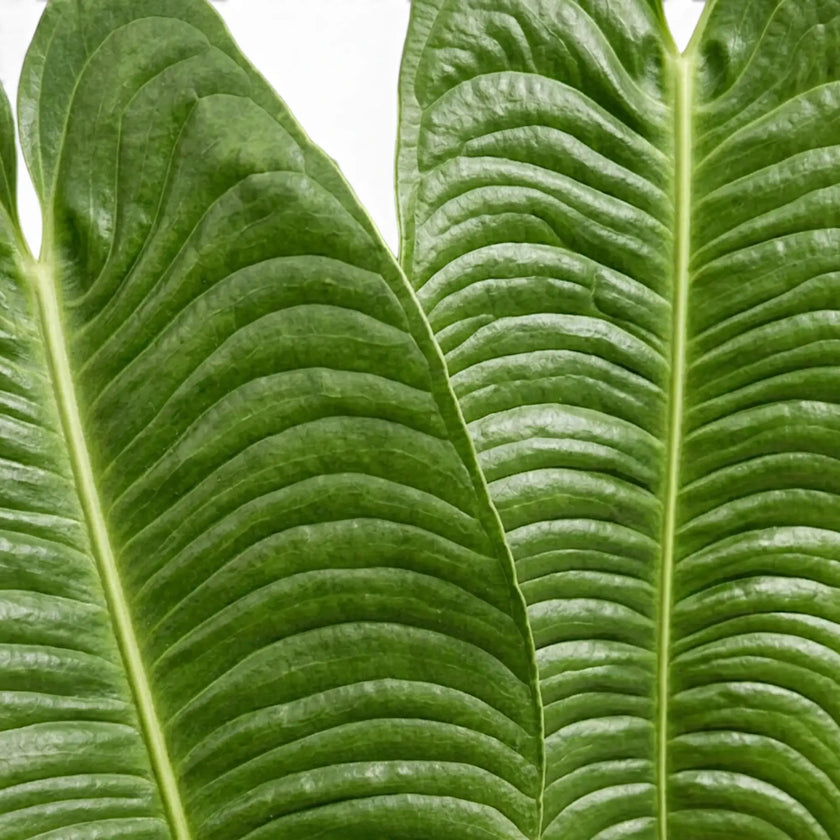 Close-up of overlapping Anthurium veitchii leaves with deep ribbing