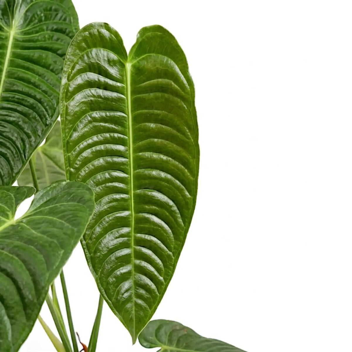 Close-up of long mature Anthurium veitchii leaves with deep ribbing