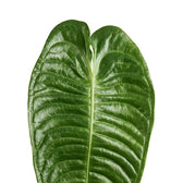 Single Anthurium veitchii leaf showing its broad corrugated blade