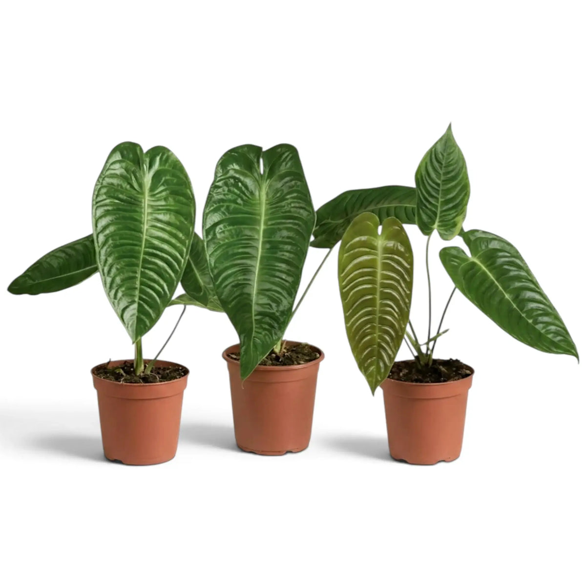 Three Anthurium veitchii plants with long corrugated leaves