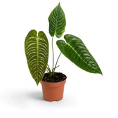 Young Anthurium veitchii with three glossy ribbed leaves in a terracotta pot