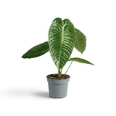 Young Anthurium veitchii with broad corrugated leaves in a grey nursery pot