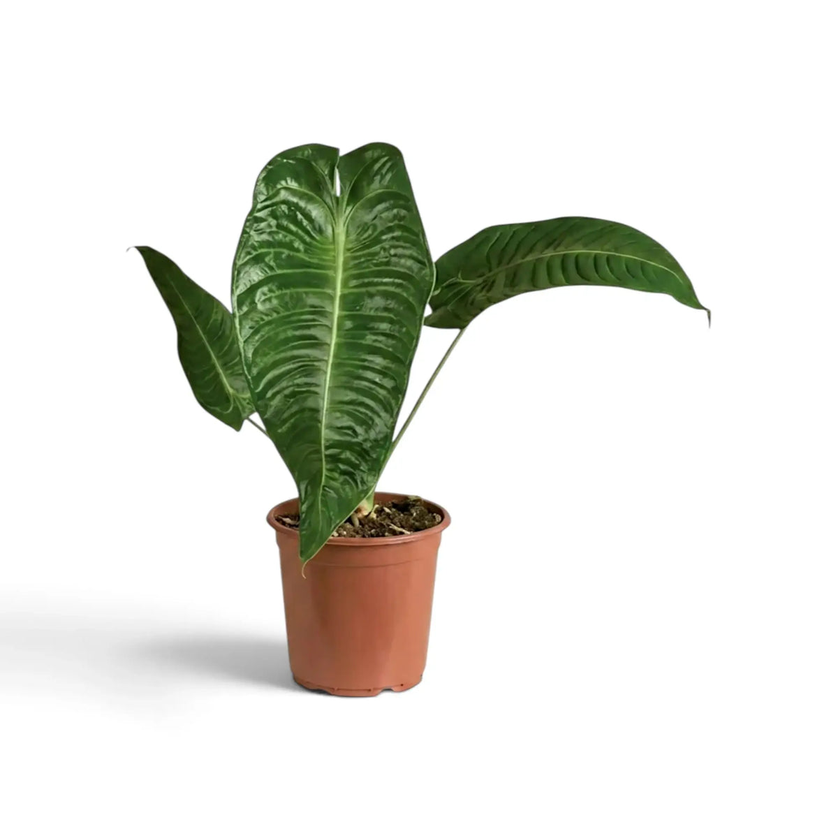 Anthurium veitchii with upright deeply ribbed leaves in a terracotta pot