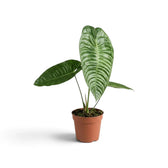 Compact Anthurium veitchii with one broad corrugated leaf, front view