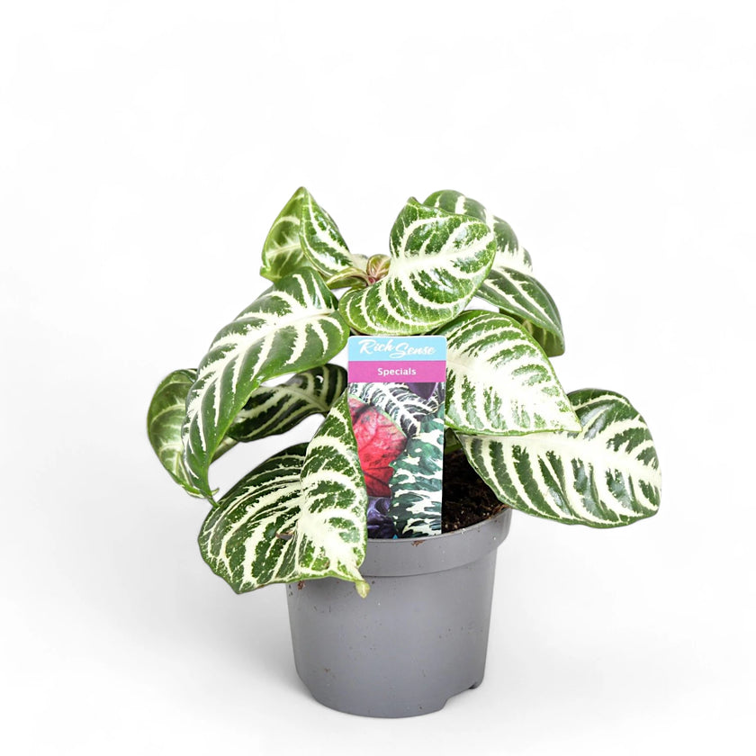 Aphelandra squarrosa 'Curly White' potted plant in nursery pot on white background.
