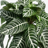 Aphelandra squarrosa Nahaufnahme mit kräftigen weißen Blattadern.