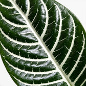 Aphelandra squarrosa Nahaufnahme mit kräftigen weißen Blattadern.