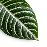 Aphelandra squarrosa Nahaufnahme mit kräftigen weißen Blattadern.