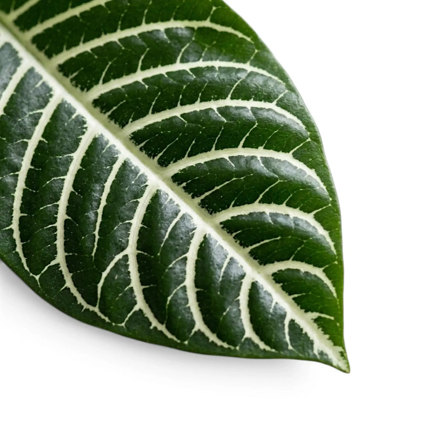 Aphelandra squarrosa foliage close-up with bold white leaf veins.