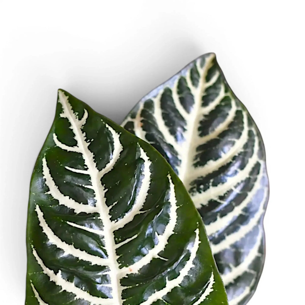 Aphelandra squarrosa Nahaufnahme mit kräftigen weißen Blattadern.