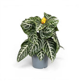 Aphelandra squarrosa Zebrapflanze mit weiß geäderten Blättern im Kulturtopf.