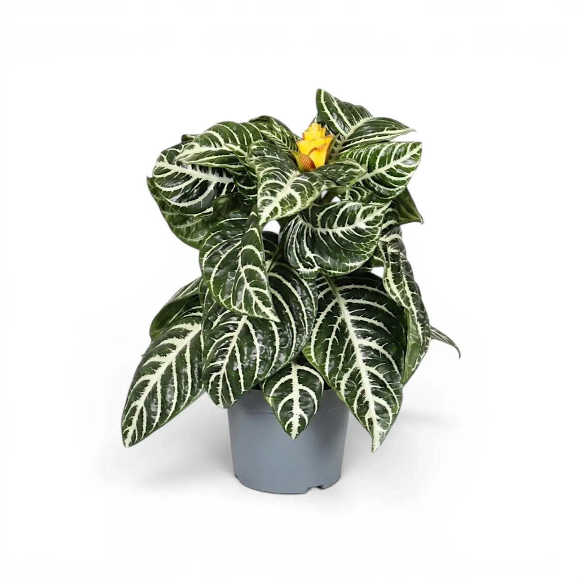 Aphelandra squarrosa Zebrapflanze mit weiß geäderten Blättern im Kulturtopf.