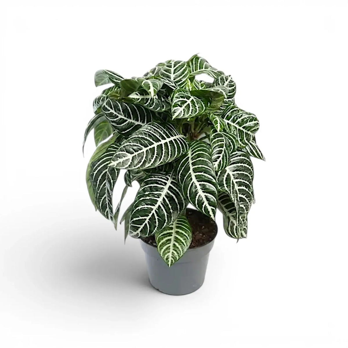 Aphelandra squarrosa Zebrapflanze mit weiß geäderten Blättern im Kulturtopf.