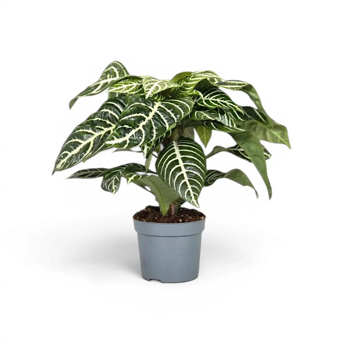 Aphelandra squarrosa Zebrapflanze mit weiß geäderten Blättern im Kulturtopf.
