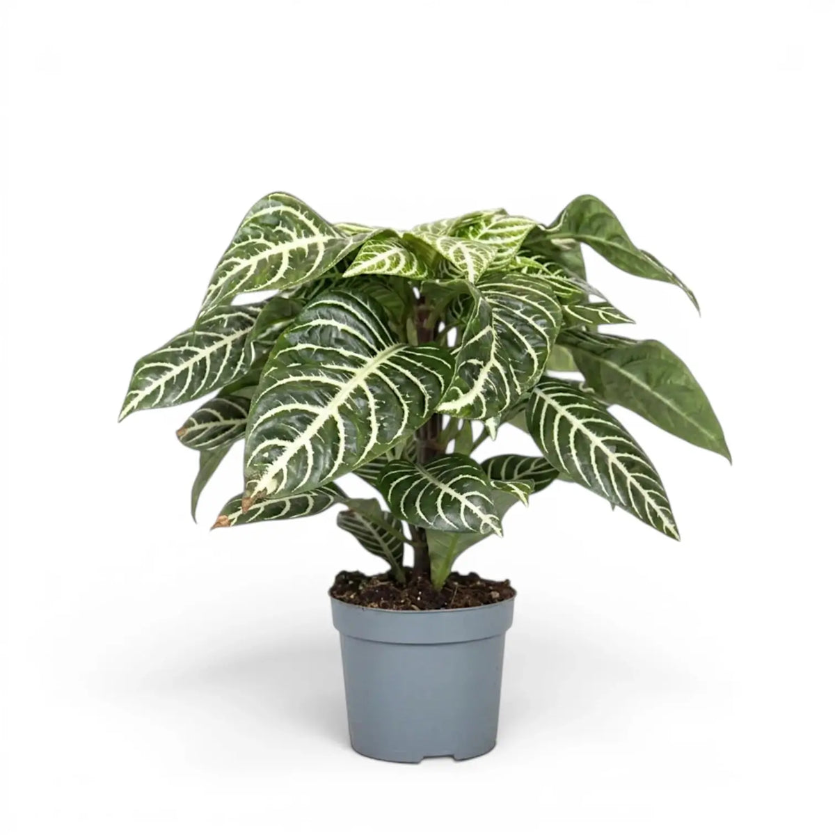 Aphelandra squarrosa Zebrapflanze mit weiß geäderten Blättern im Kulturtopf.