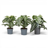 Aphelandra squarrosa Zebrapflanze mit weiß geäderten Blättern im Kulturtopf.