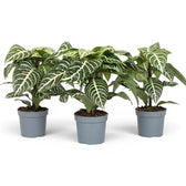 Aphelandra squarrosa Zebrapflanze mit weiß geäderten Blättern im Kulturtopf.