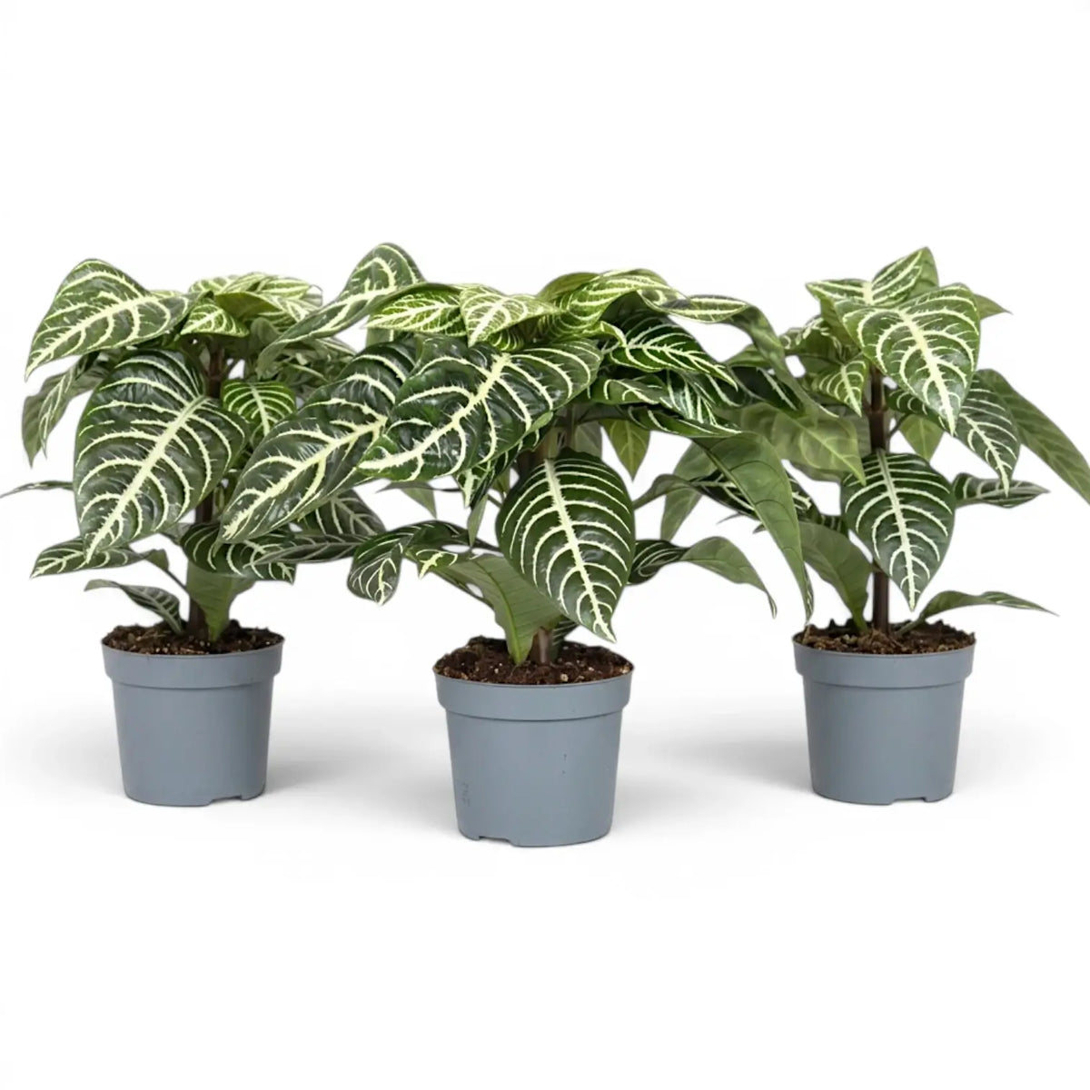 Aphelandra squarrosa Zebrapflanze mit weiß geäderten Blättern im Kulturtopf.