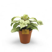 Aphelandra squarrosa 'White Wash' potted plant in nursery pot on white background.