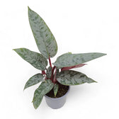 Apoballis acuminatissima 'Lavallaei' ('Purple Sword') – Zimmerpflanze im Kulturtopf auf weißem Hintergrund, Produktfoto 2.
