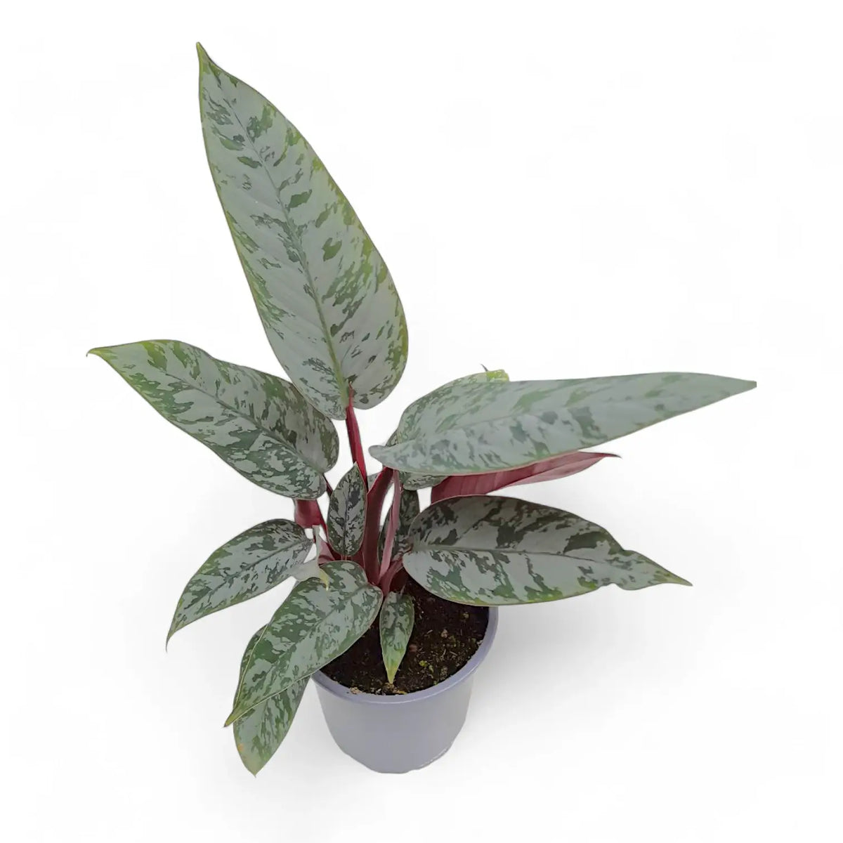 Apoballis acuminatissima 'Lavallaei' ('Purple Sword') – Zimmerpflanze im Kulturtopf auf weißem Hintergrund, Produktfoto 2.