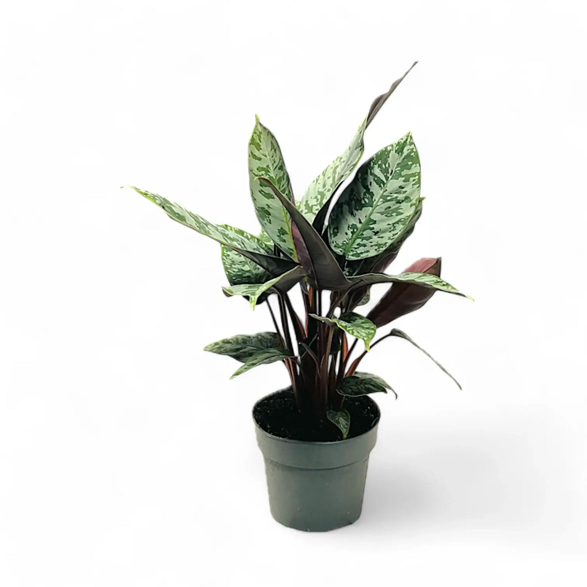 Apoballis acuminatissima 'Lavallaei' ('Purple Sword') – Zimmerpflanze im Kulturtopf auf weißem Hintergrund, Produktfoto 3.