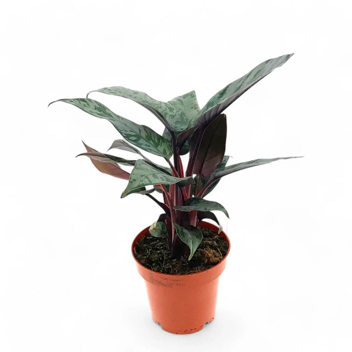 Apoballis acuminatissima 'Lavallaei' ('Purple Sword') – Zimmerpflanze im Kulturtopf auf weißem Hintergrund, Produktfoto 4.