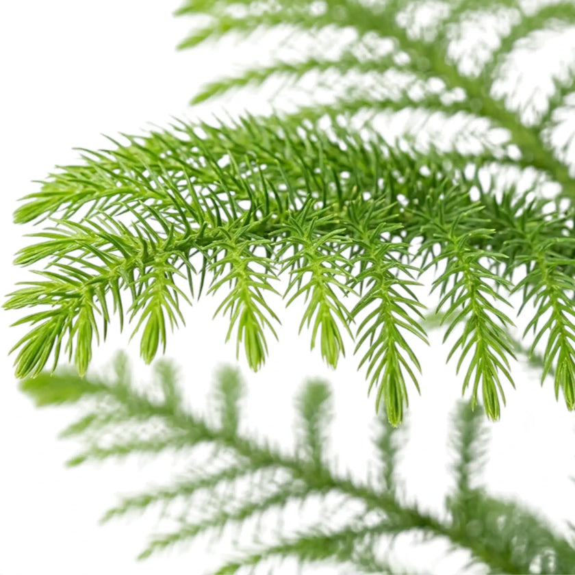 Araucaria heterophylla Norfolk Island pine foliage close-up with soft green needles.