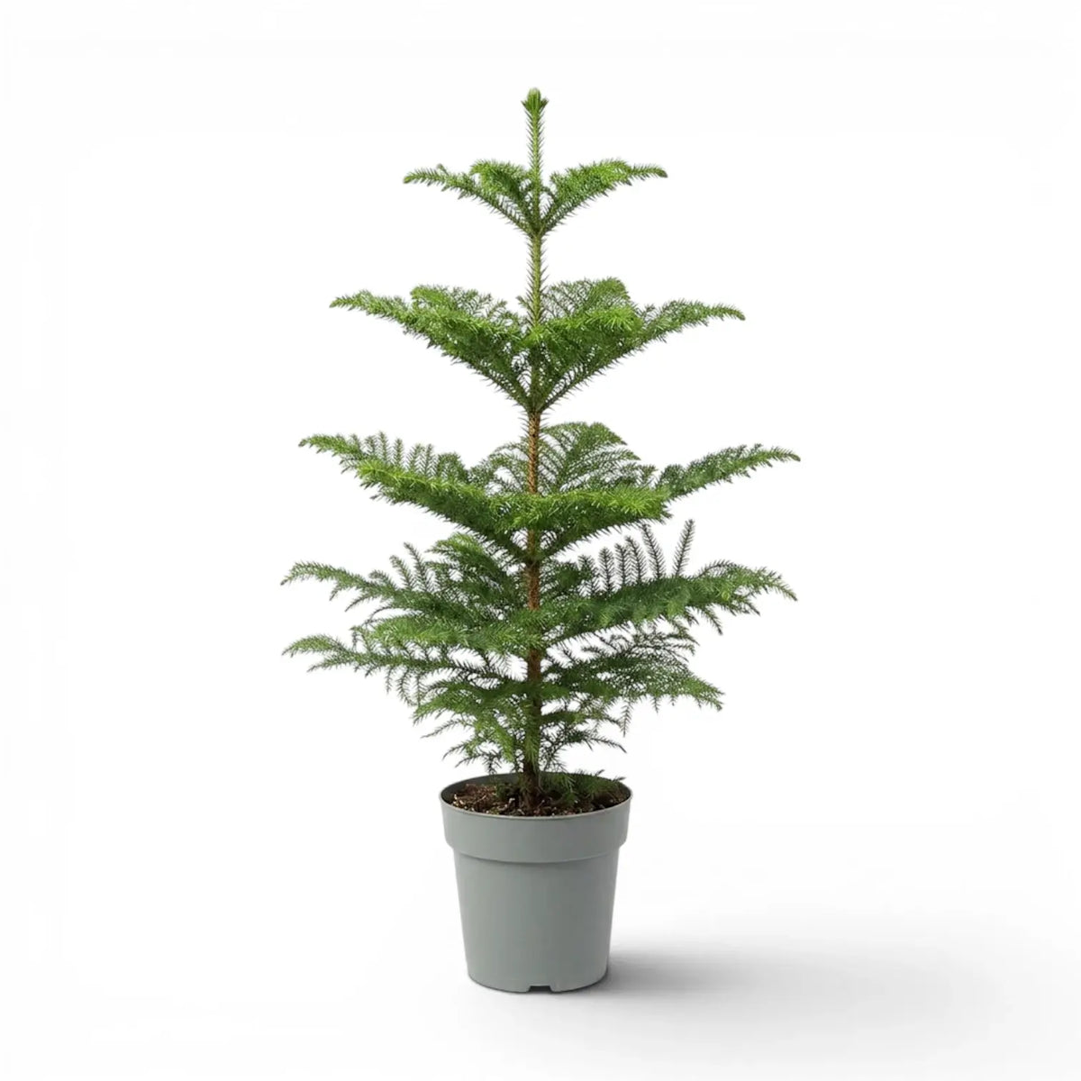 Große Zimmertanne (Araucaria heterophylla) im Kulturtopf.