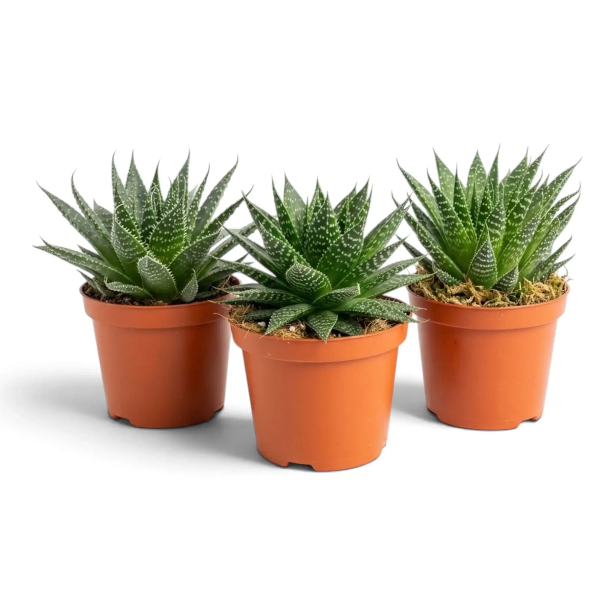 Aristaloe aristata als junge Sukkulente mit kompakter Rosette aus dunkelgrünen, weiß gesprenkelten Blättern