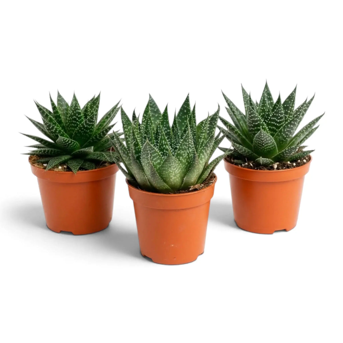 Aristaloe aristata als Jungpflanze im Kulturtopf mit spitz zulaufenden, weiß gesprenkelten Blättern