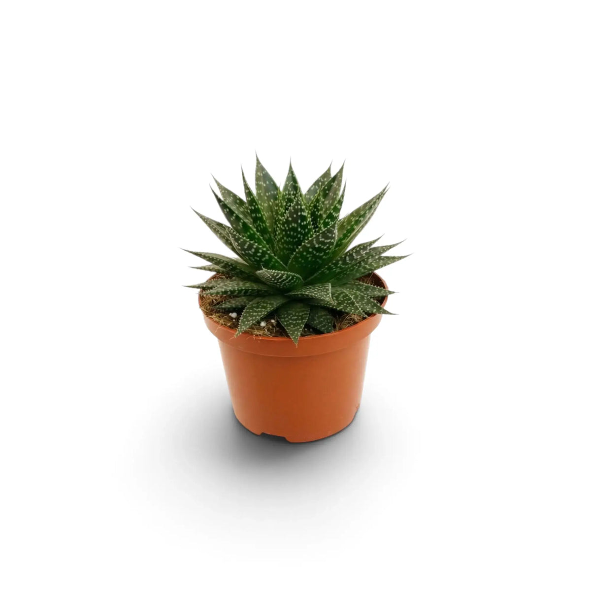 Aristaloe aristata als Jungpflanze mit dichten Rosetten und erhabenen weißen Punkten auf den Blättern