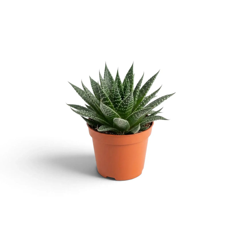 Aristaloe aristata potted baby succulent with toothed leaf margins and white markings