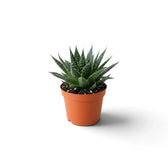 Aristaloe aristata als junge Rosette mit dunkelgrünen Blättern, erhabenen weißen Punkten und feinen Borstenspitzen