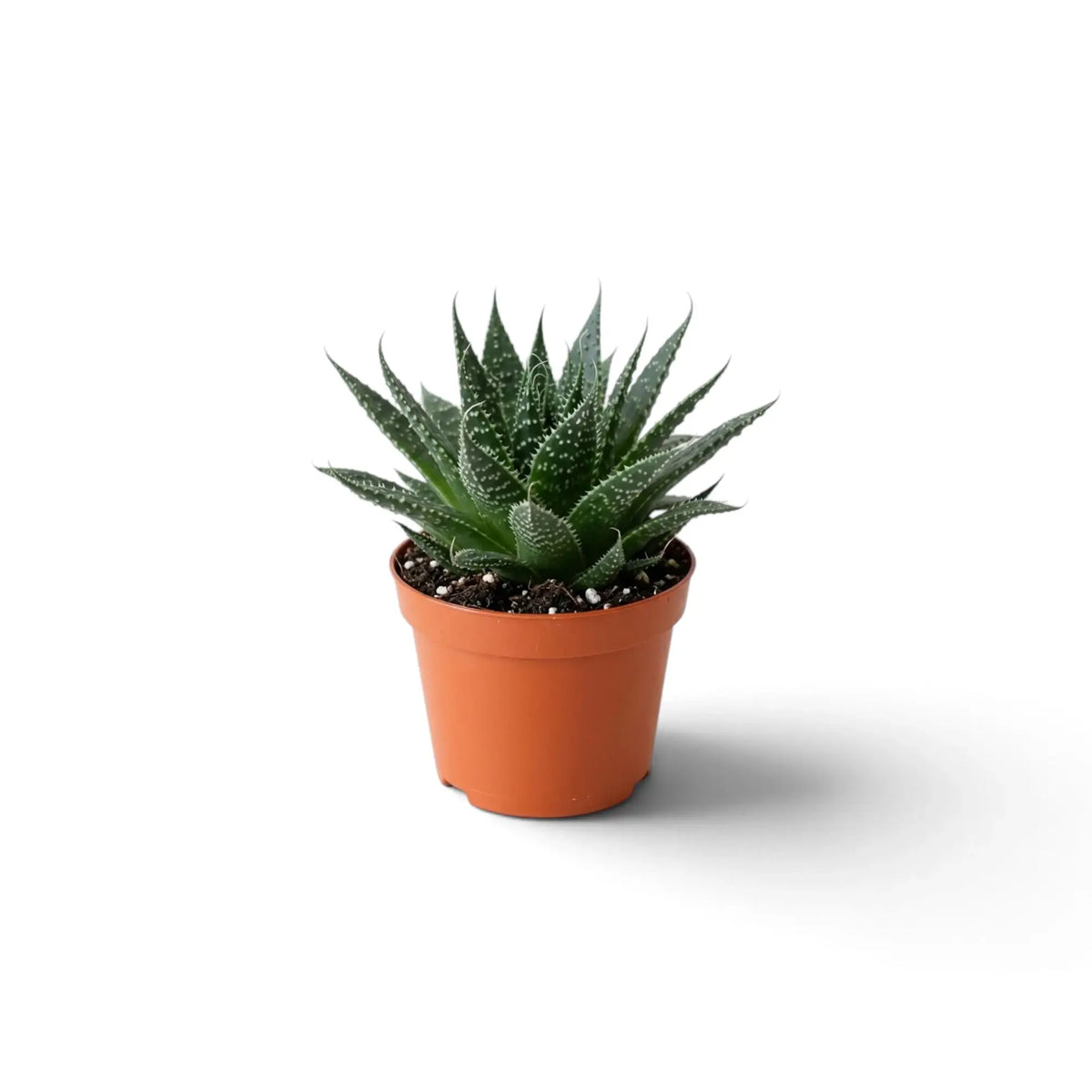 Aristaloe aristata als junge Rosette mit dunkelgrünen Blättern, erhabenen weißen Punkten und feinen Borstenspitzen