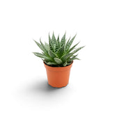 Aristaloe aristata als junge Sukkulente im Kulturtopf mit kompaktem Wuchs aus mehreren Rosetten