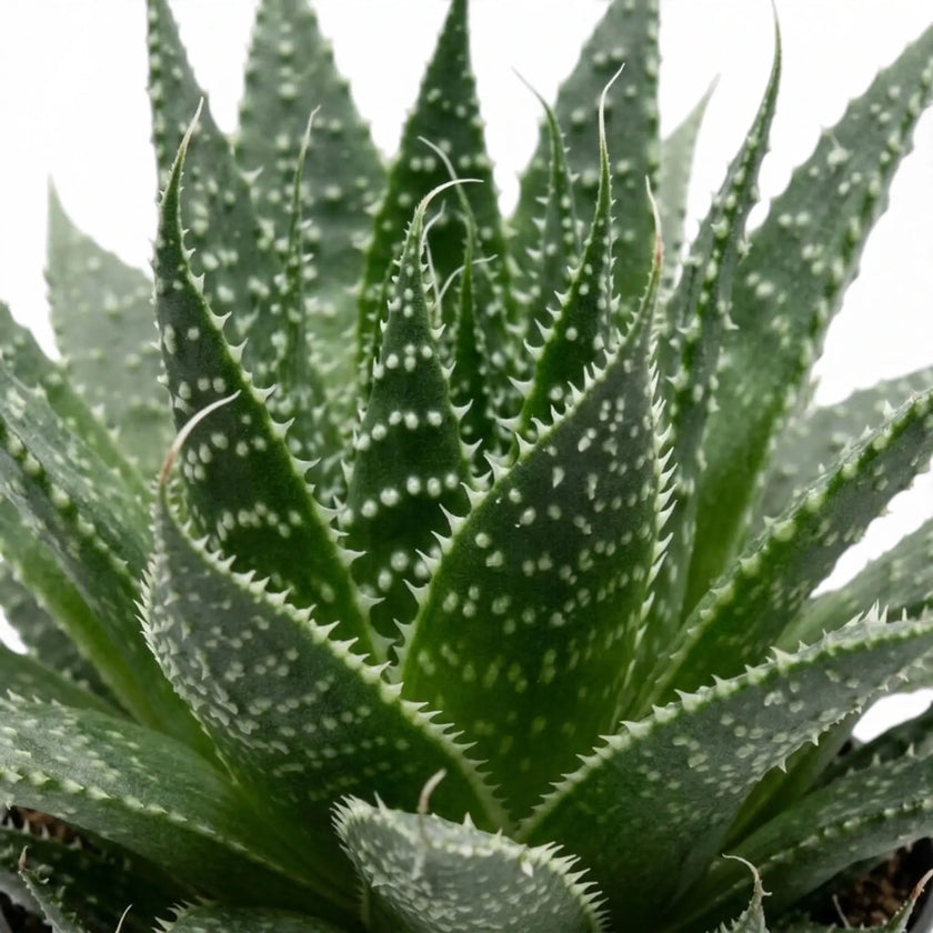 Aristaloe aristata foliage close-up with spotted, toothed leaves ending in fine bristles