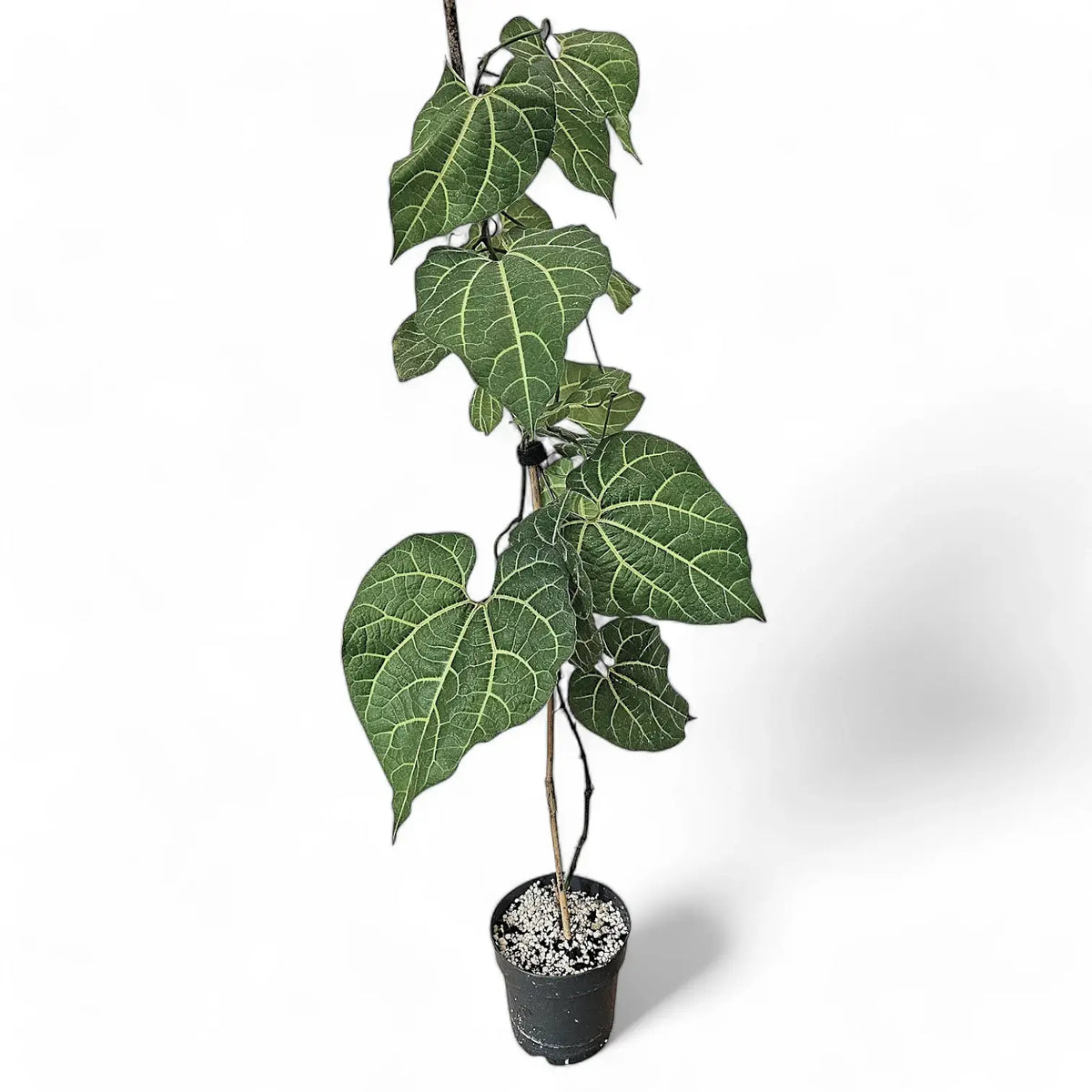 Aristolochia leuconeura Zimmerpflanze im Anzuchttopf vor weißem Hintergrund, Produktfoto 2.