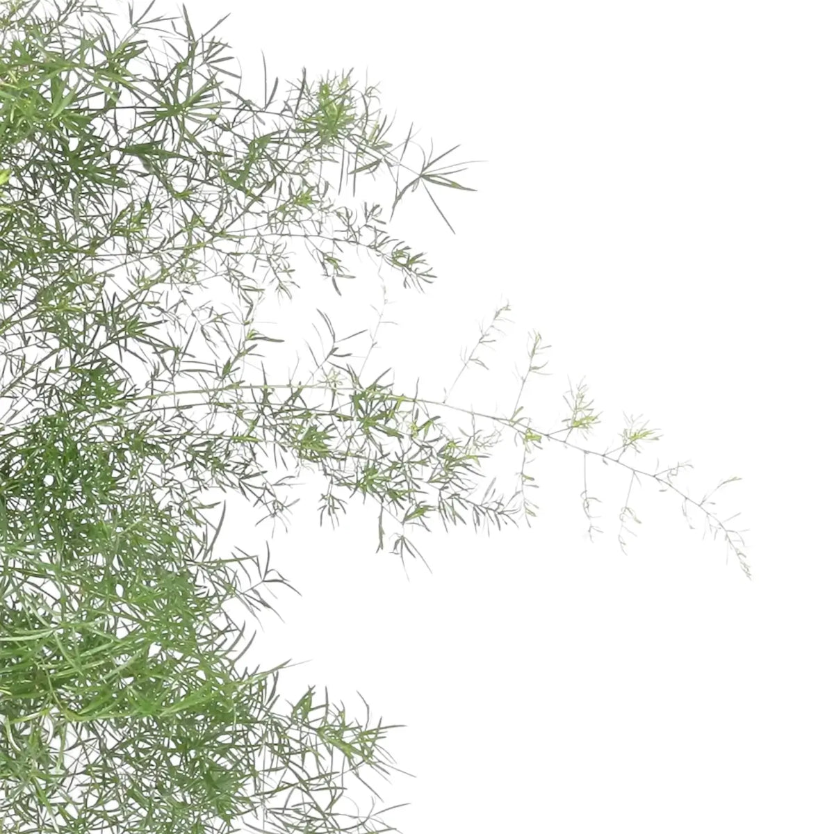 Nahaufnahme von Asparagus densiflorus 'Sprengeri' vor weißem Hintergrund.