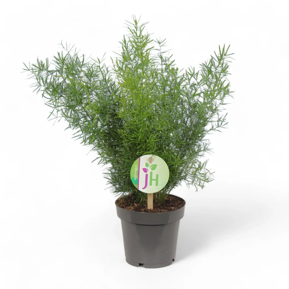 Asparagus densiflorus 'Sprengeri' – Zimmerpflanze im Kulturtopf auf weißem Hintergrund, Produktfoto 3.