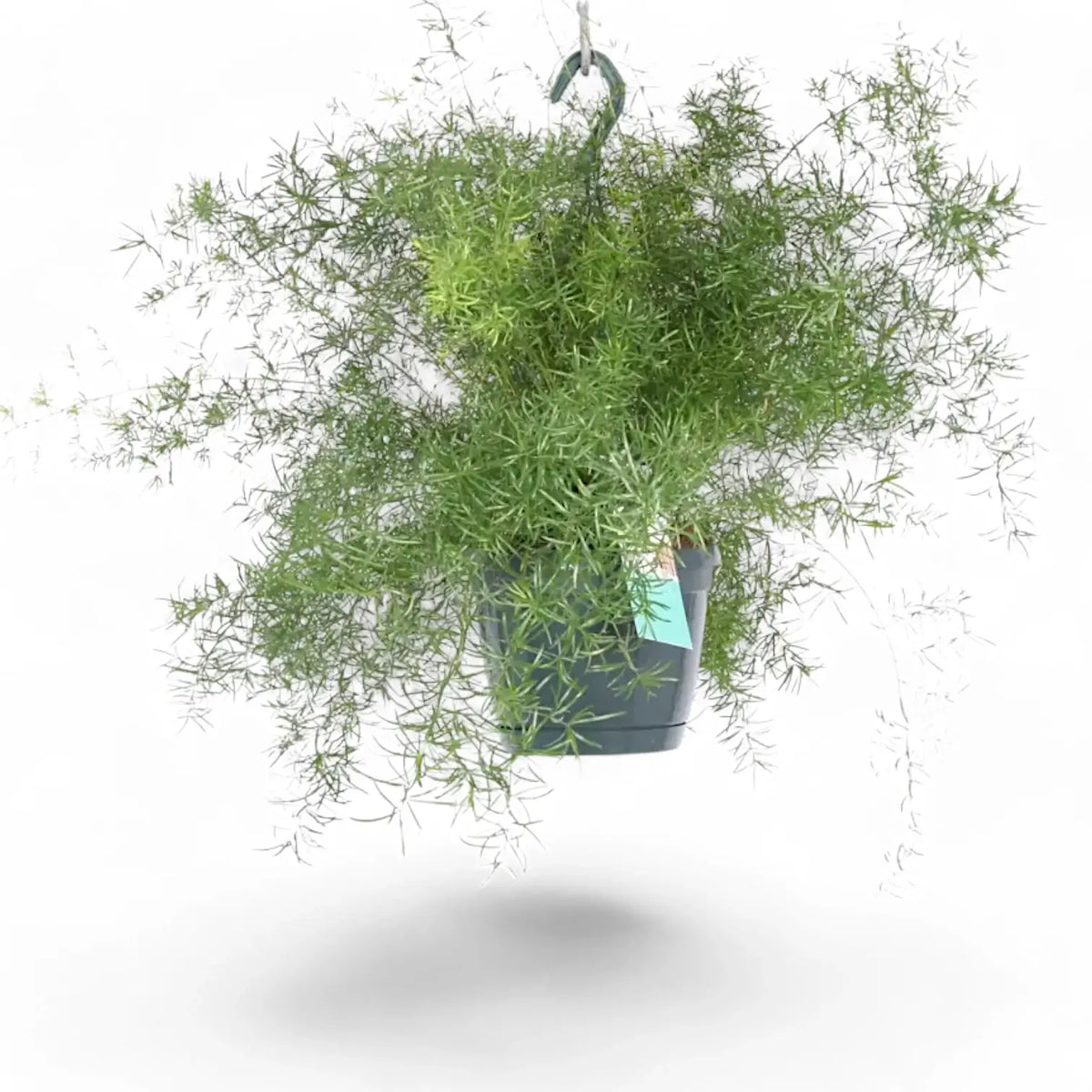 Asparagus densiflorus 'Sprengeri' – Zimmerpflanze im Kulturtopf auf weißem Hintergrund, Produktfoto 5.