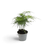 Baby Asparagus setaceus with delicate feathery fronds in a grey nursery pot